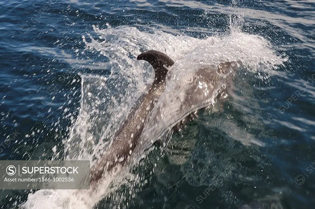 Mexico, Baja California, Bottlenose dolphin Tursiops