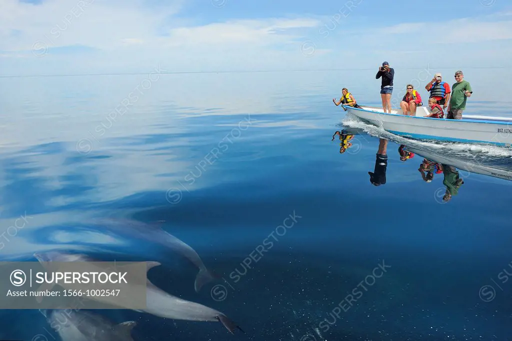 Mexico, Baja California, Bottlenose dolphins Tursiops
