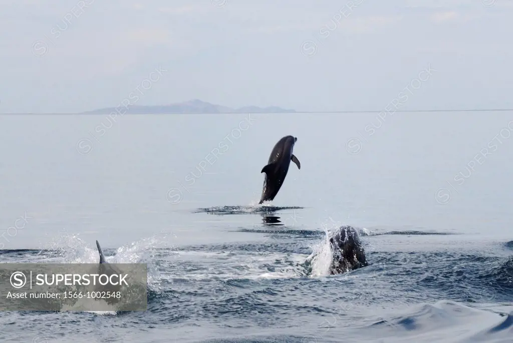 Mexico, Baja California, Bottlenose dolphins Tursiops