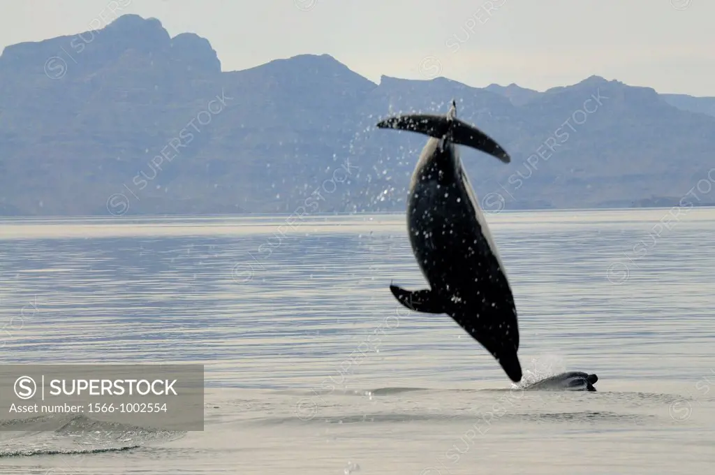 Mexico, Baja California, Bottlenose dolphins Tursiops and Sierra La Giganta
