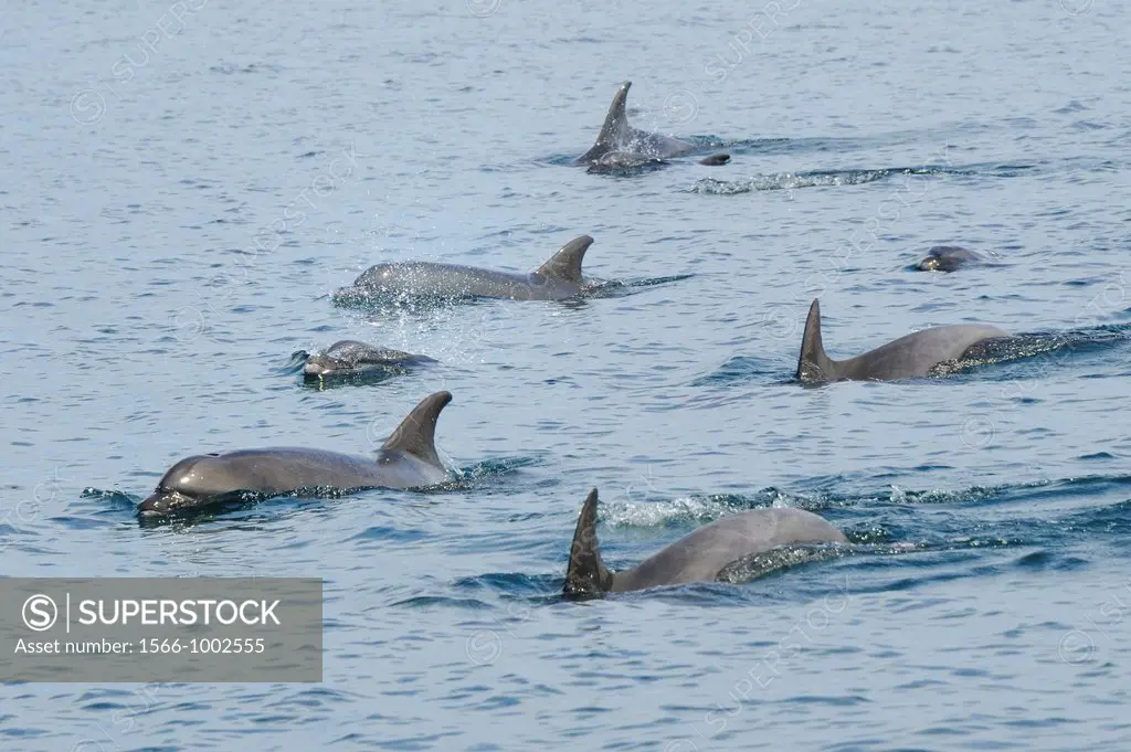 Mexico, Baja California, Bottlenose dolphins