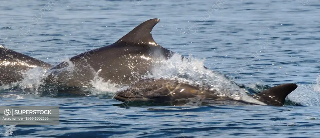 Mexico, Baja California, Bottlenose baby dolphin and mother