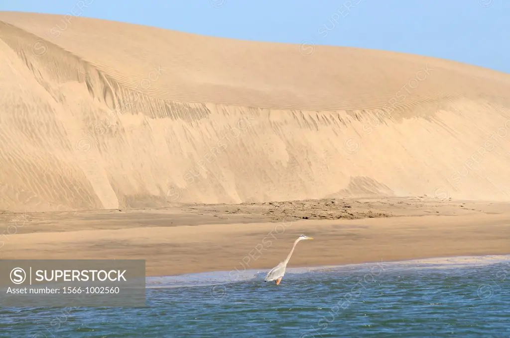 Mexico, Baja California, Bahia Magdalena, Puerto Lopez Mateos surroundings, Great Blue heron and sand dunes
