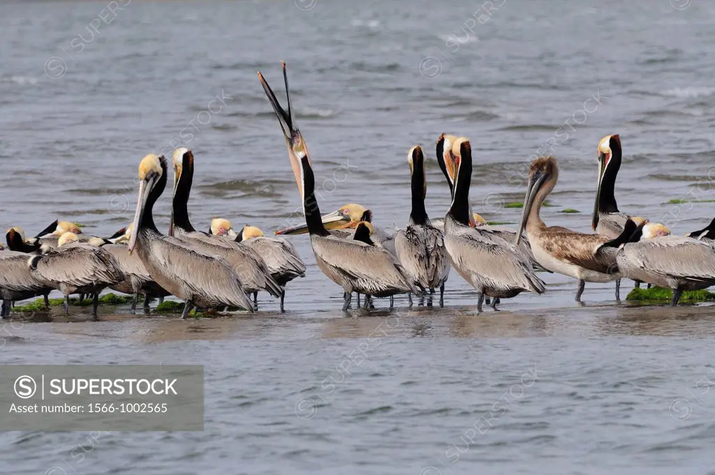 Mexico, Baja California, Bahia Magdalena, Puerto Lopez Mateos surroundings, Brown pelican colony