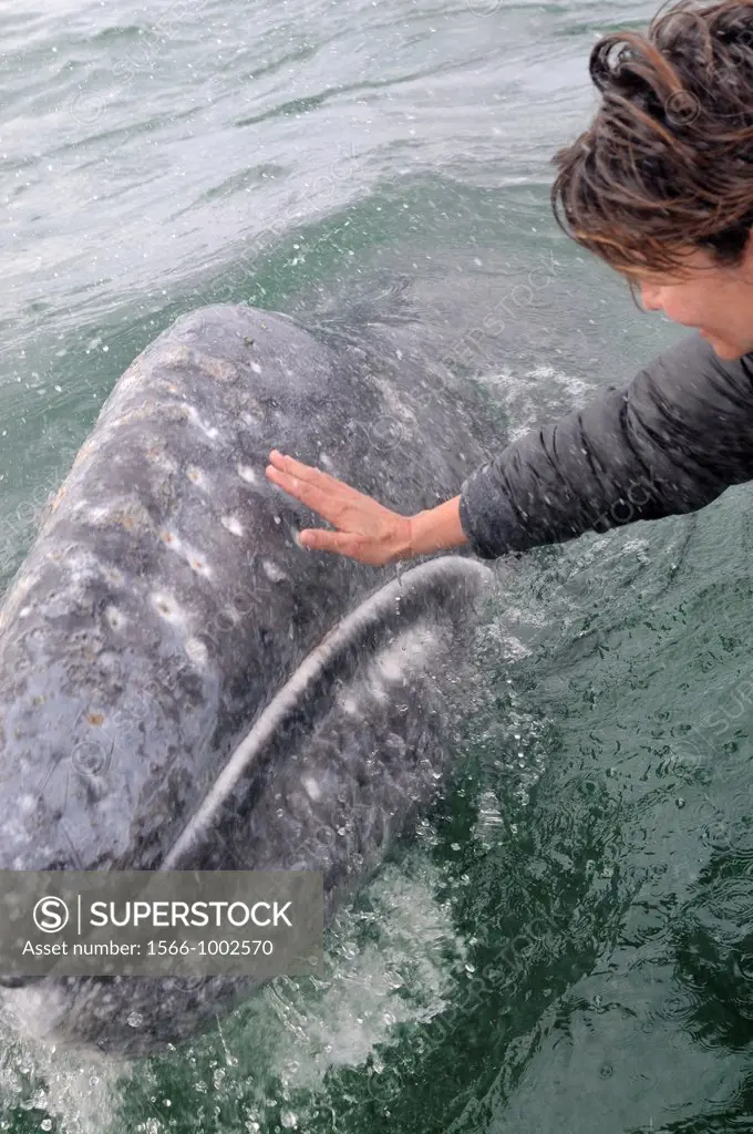 Mexico, Baja California, Bahia Magdalena, Puerto Lopez Mateos surroundings, Close encounter with a Gray whale