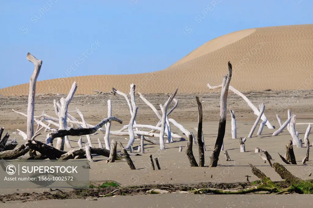 Mexico, Baja California, Bahia Magdalena, Puerto Lopez Mateos surroundings, Mangrove vestiges and sand dunes