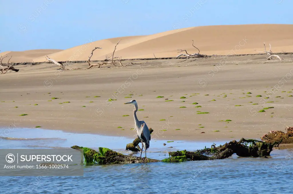Mexico, Baja California, Bahia Magdalena, Puerto Lopez Mateos surroundings, Great Blue heron and sand dunes