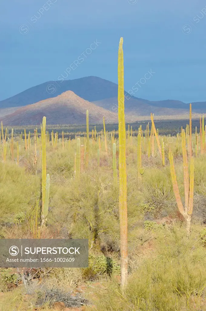 Mexico, Baja California, Mulege region, Desert landscape