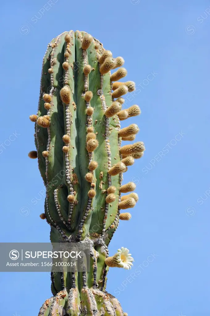 Mexico, Baja California, Mulege surroundings, Canyon La Trinidad, Cactus in blossom