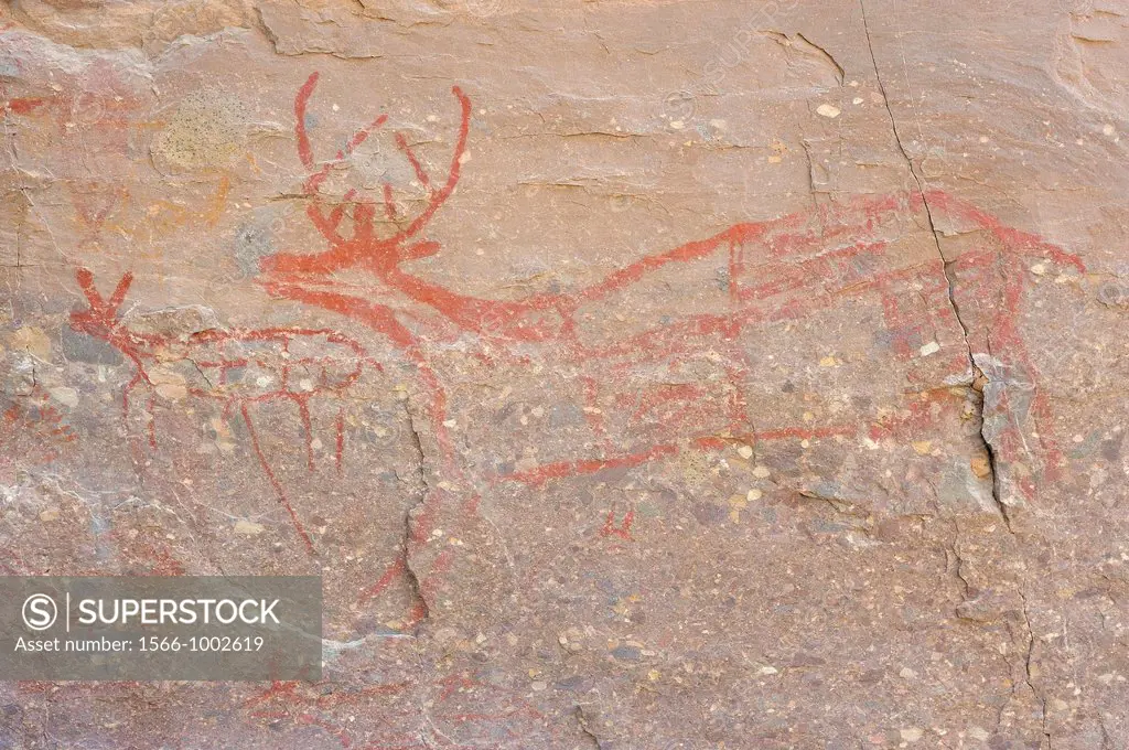 Mexico, Baja California, Mulege surroundings, Canyon La Trinidad, Pre Columbian rock paintings, The deer