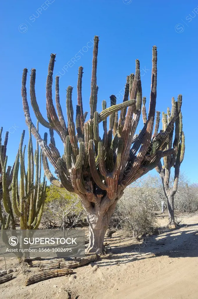 Mexico, Baja California, Candelaria surroundings, Centuries old giant cactus