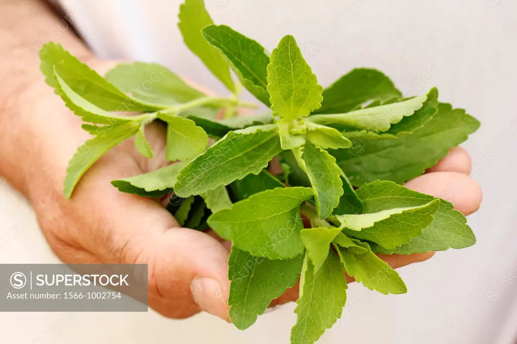Sweet herb  Stevia Rebaudiana