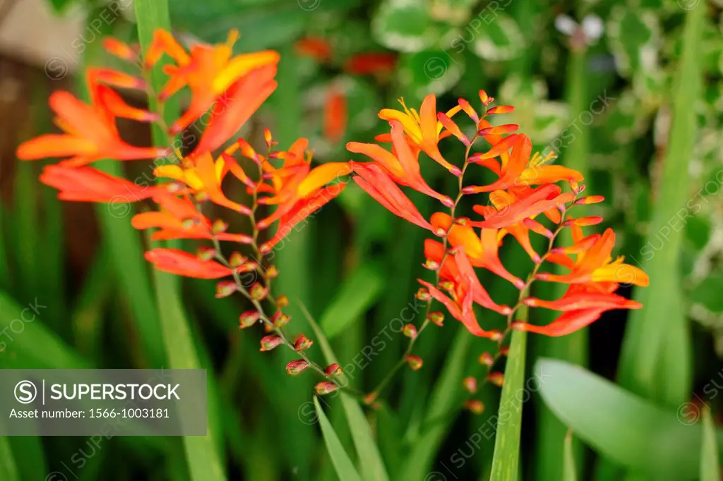 Little Orange Lily in garden, Borneo