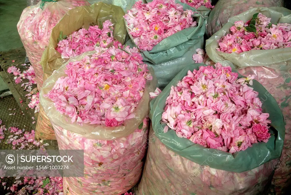 rose flowers sacks for distillation, Rose Valley, Kazanlak, Bulgaria, Europe
