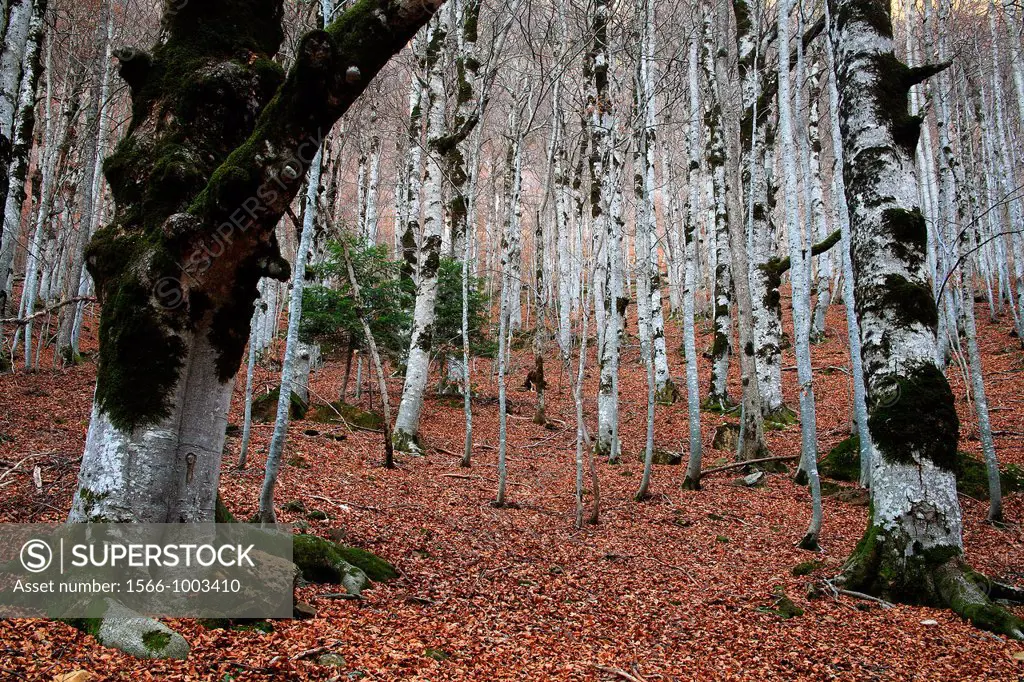 Beech forest in the National Park Ordesa