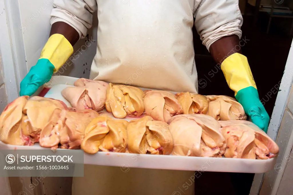 Liver of duck, Foie gras factory, Preixana, L´Urgell, Catalonia, Spain