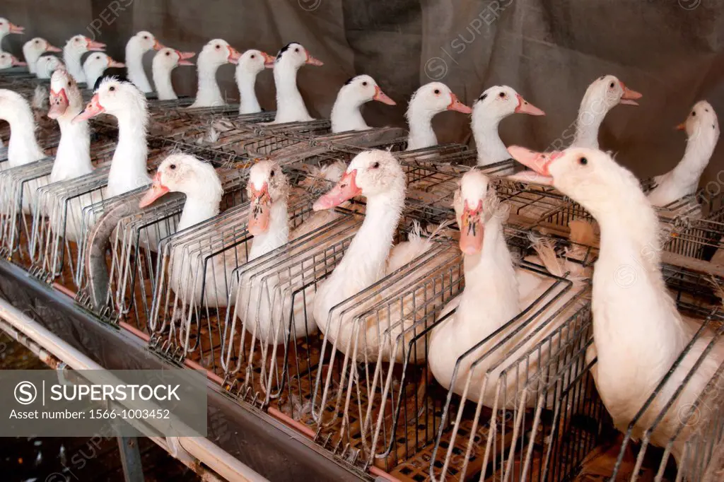 Ducks, Duck farm, Foie gras factory, Preixana, L´Urgell, Catalonia, Spain