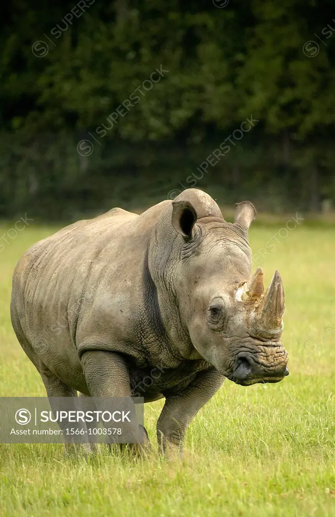 White Rhinoceros, ceratotherium simum, Adult standing on Grass