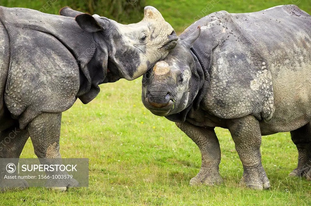 Indian Rhinoceros, rhinoceros unicornis, Pair