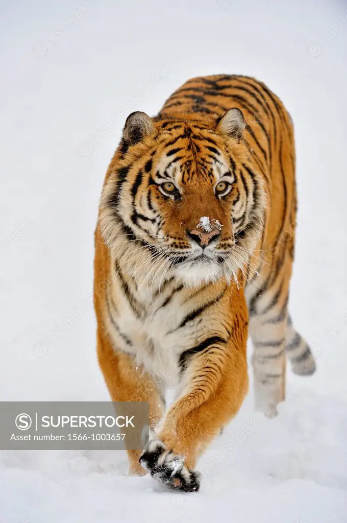 Siberian/Amur tiger Panthera tigris altaica, Bozeman, Montana, USA