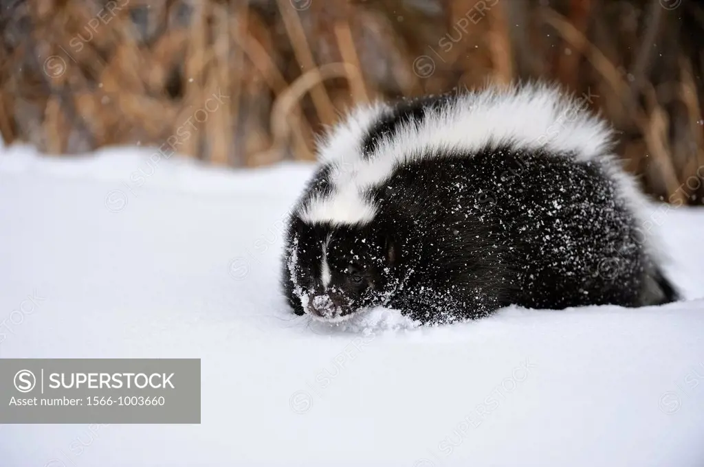 Striped skunk Mephitis mephitis Winter habitat, Bozeman, Montana, USA