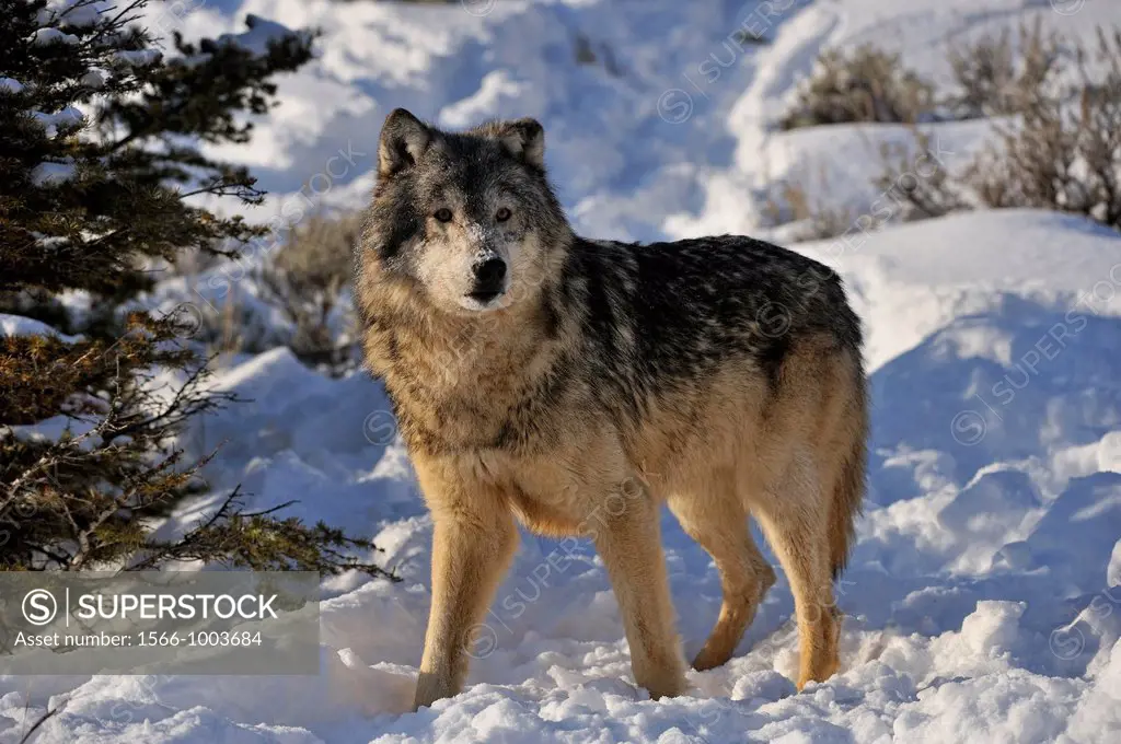Grey Wolf Timber Wolf Canis lupus Winter habitat, Bozeman, Montana, USA