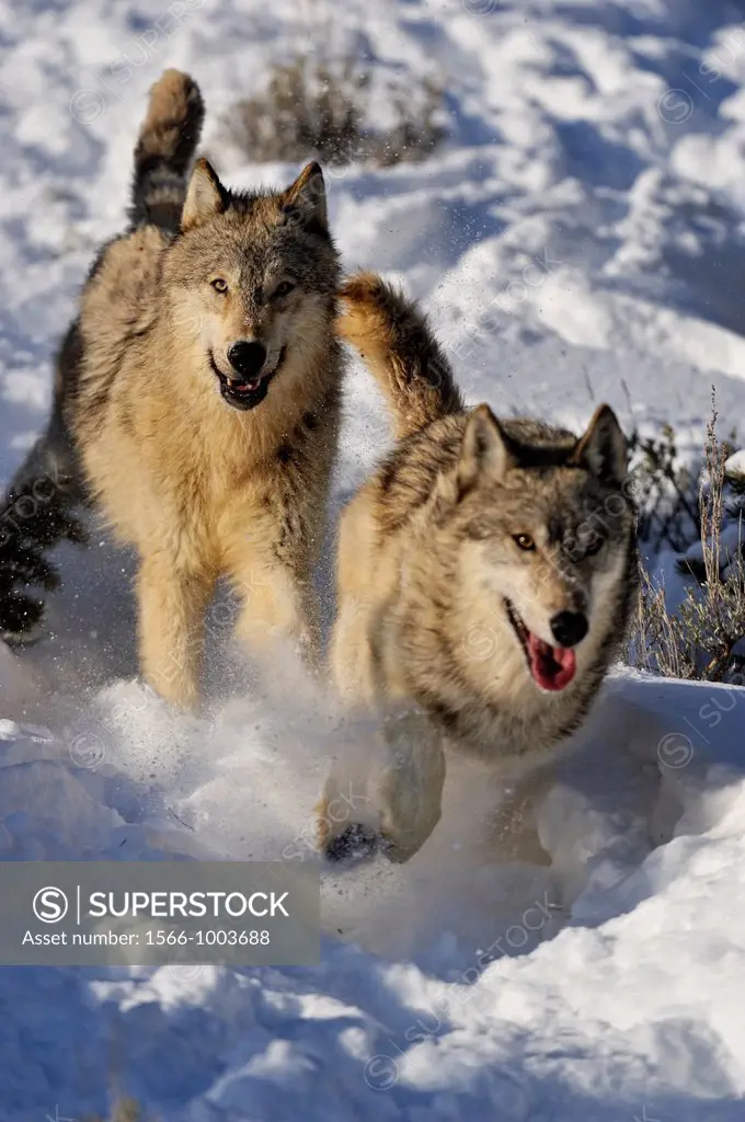 Grey Wolf Timber Wolf Canis lupus Pack interaction behaviour, Bozeman, Montana, USA