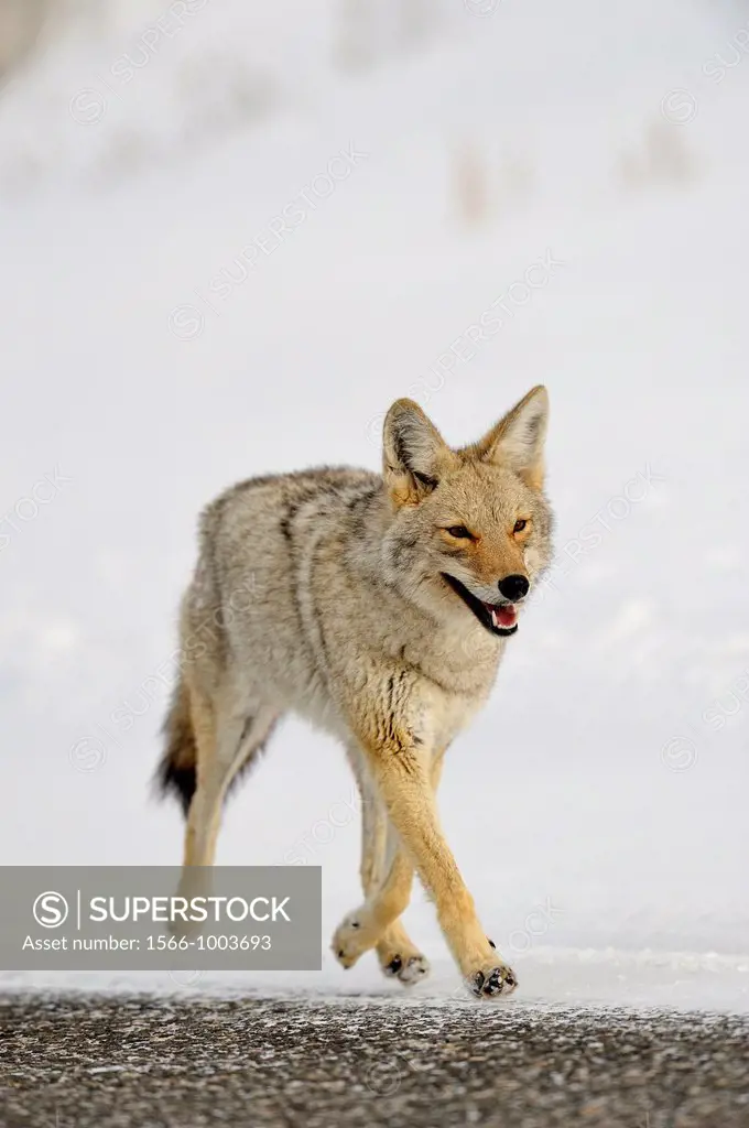 Coyote Canis latrans, Yellowstone NP, Wyoming, USA