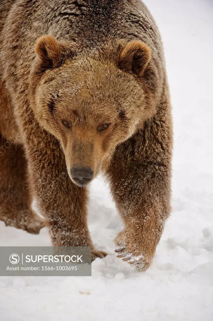 Grizzly bear Ursus arctos, Bozeman, Montana, USA