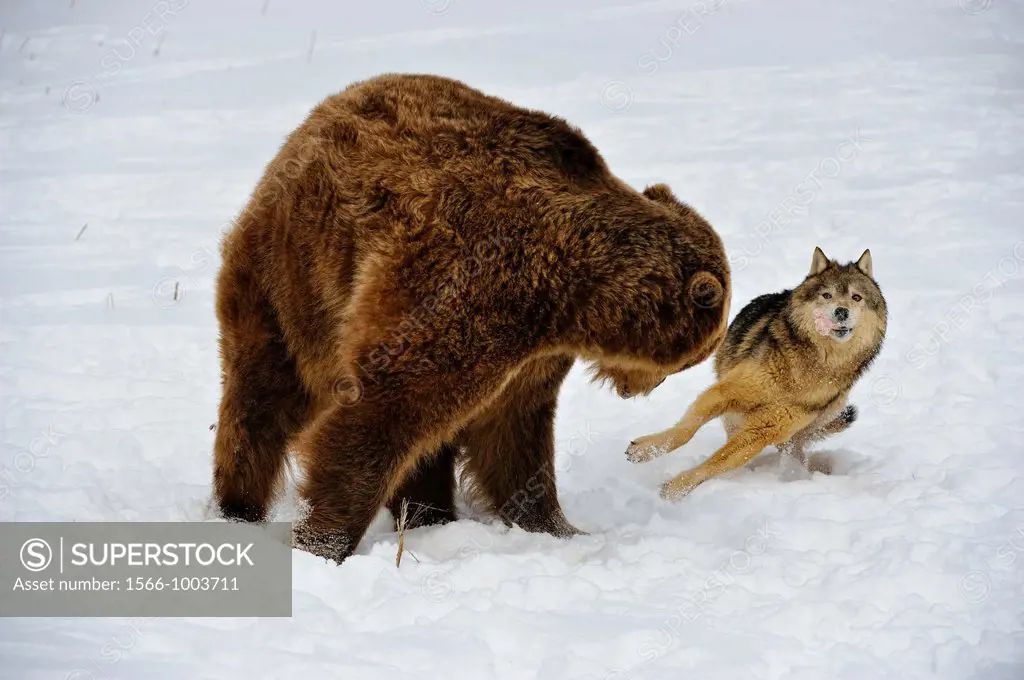 Gray wolf Canis lupus interacting with Grizzly bear Ursus arctos over food scraps, Bozeman, Montana, USA
