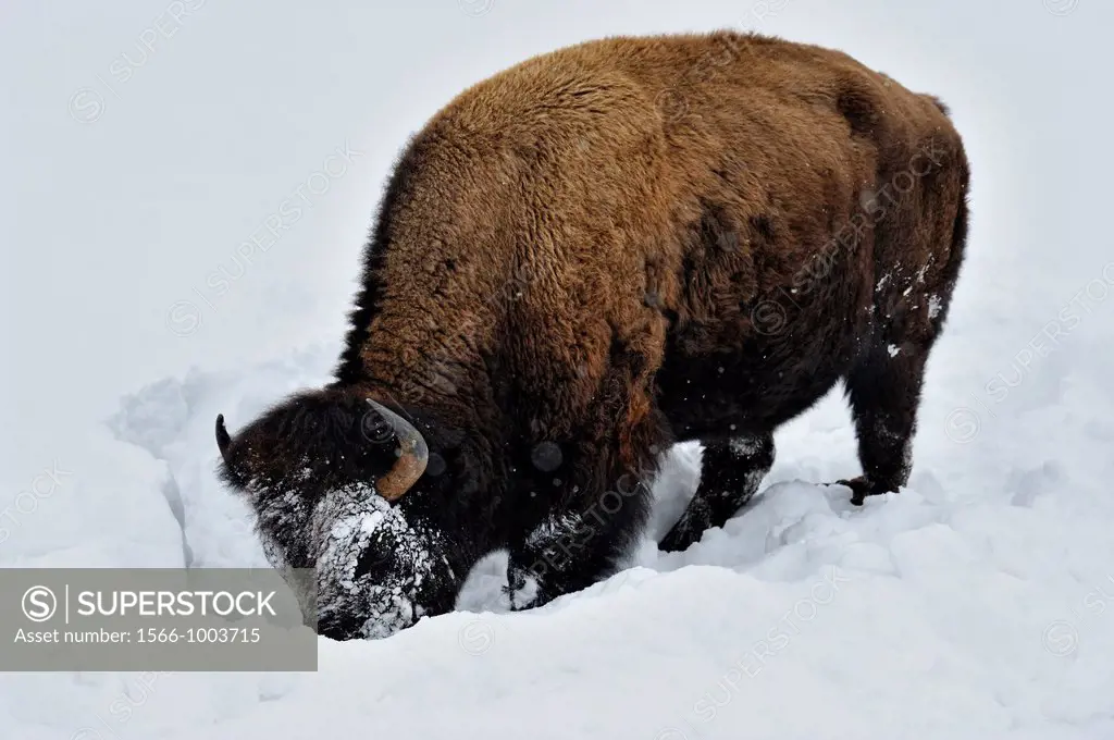 American Bison Bison bison Using head to bulldoze snow to gain access to winter forage  , Yellowstone NP, Wyoming, USA