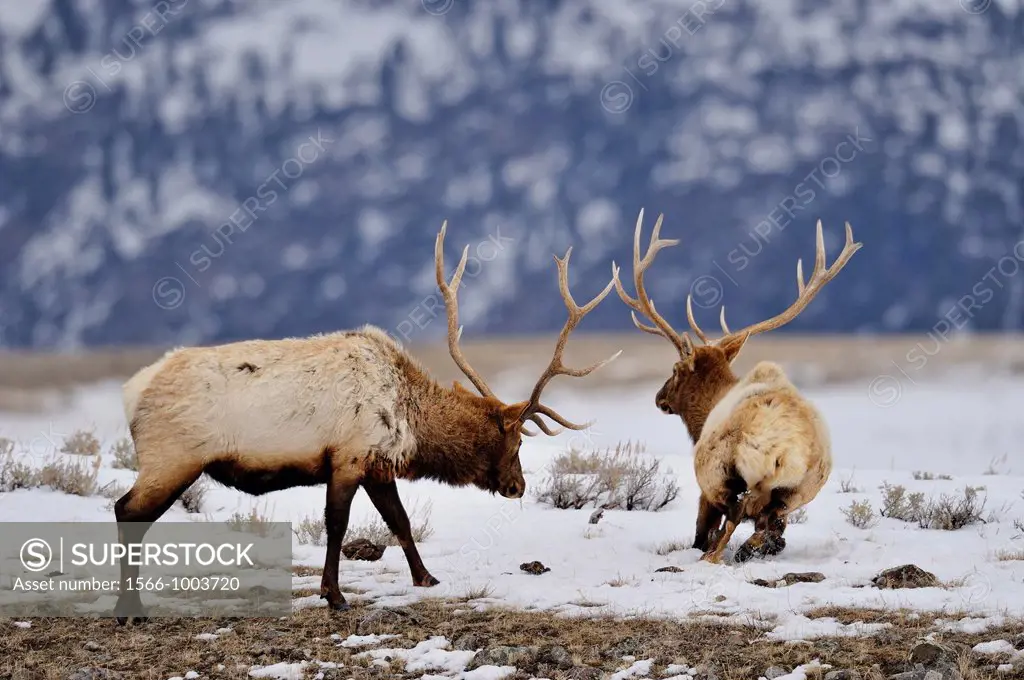 Elk Cervus elaphus Stags grazing a bare patch on a windswept ridge , Yellowstone NP, Wyoming, USA
