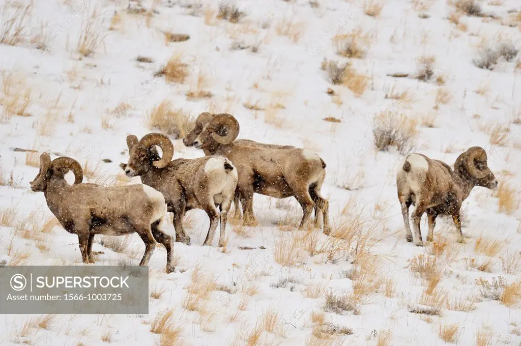 Bighorn sheep Ovis Canadensis Rams in winter forage habitat, Yellowstone NP, Wyoming, USA