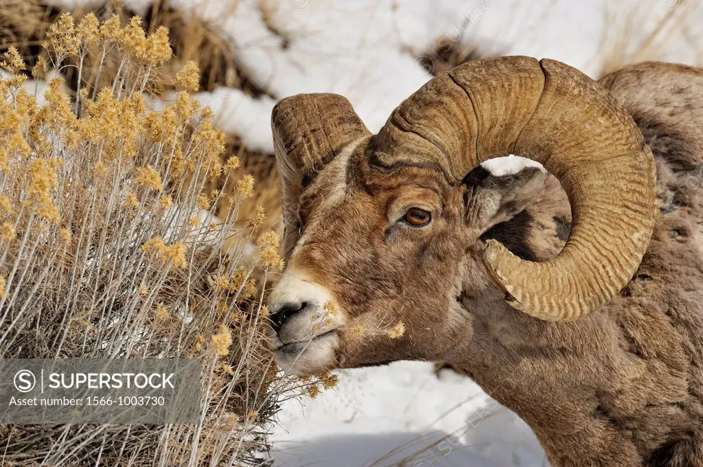 Bighorn sheep Ovis Canadensis Ram feeding in winter range Lamar Valley, Yellowstone NP, Wyoming, USA