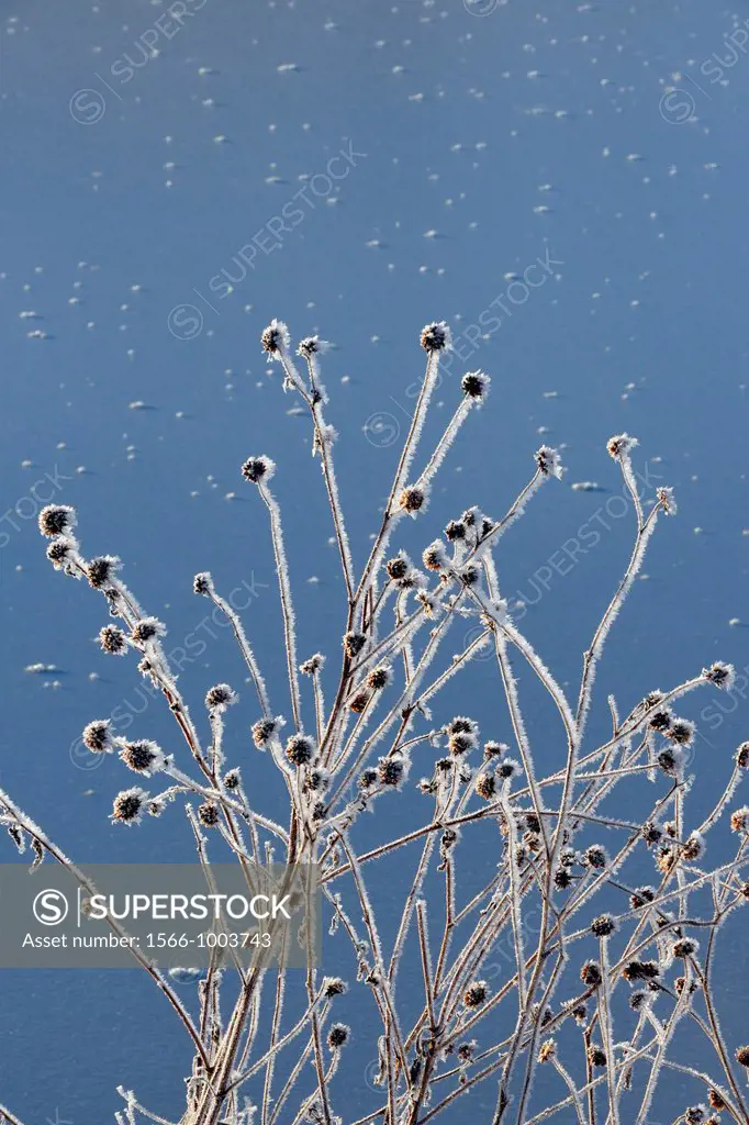 Winter frosts on sunflower stalks and seed heads around a duck pond, Bosque del Apache NWR, New Mexico, USA