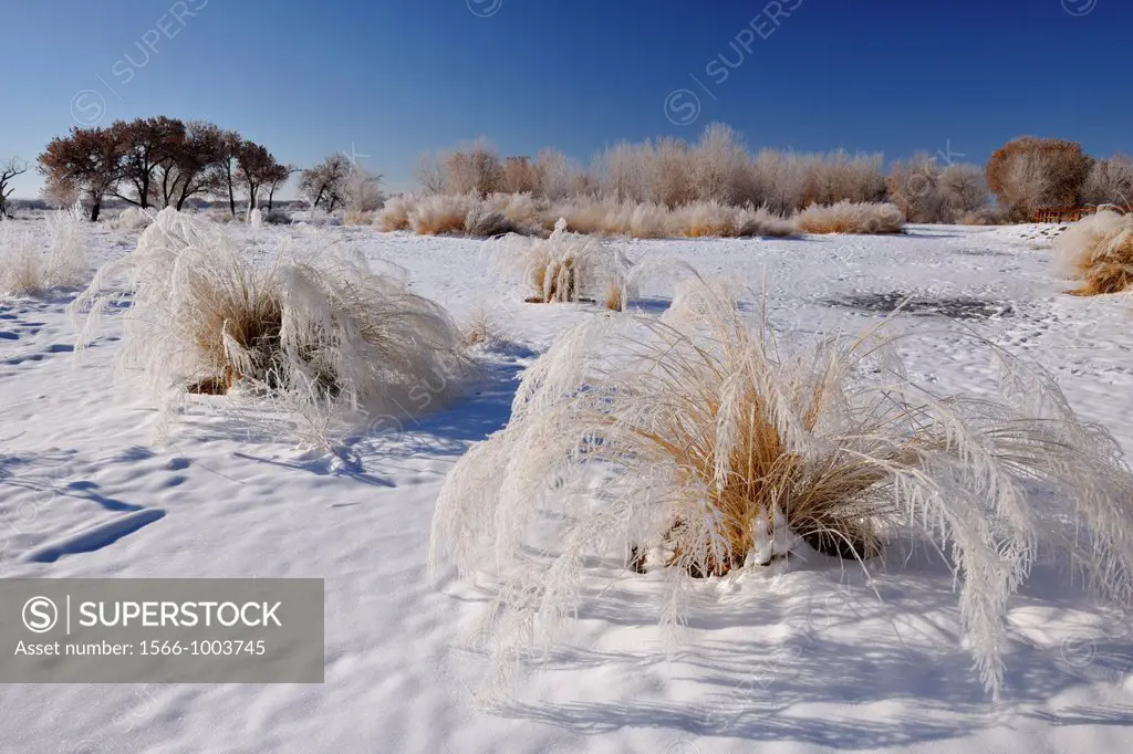Alkali Sacaton Sporobolus airoides Native grass with winter frost , Bosque del Apache NWR, New Mexico, USA