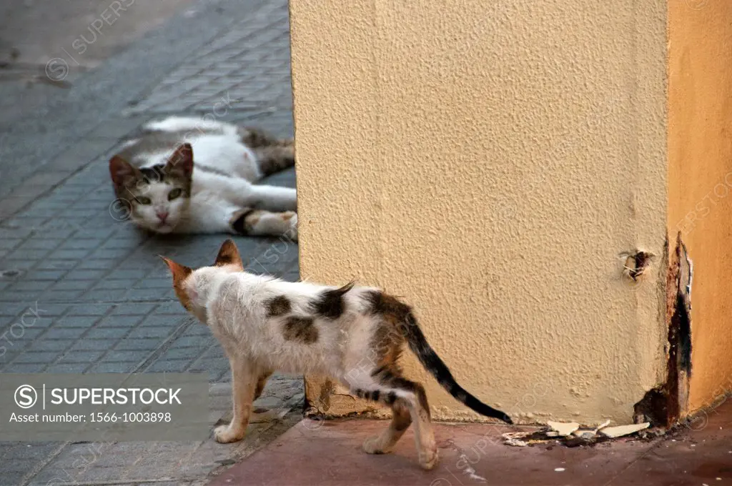 present on every street homeless cats of Heraklion, Crete, Greece