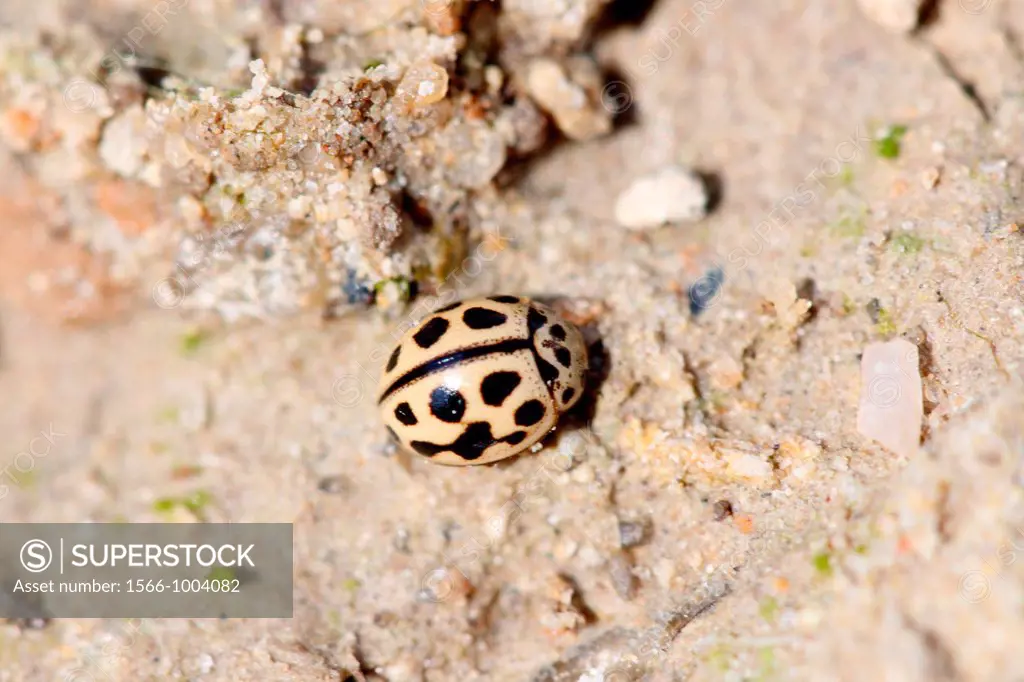 16-spot Ladybird, Tytthaspis sedecimpunctata, Small tan ladybird with black spots distinguised with a line connecting the bottom spots  Aphid predator...