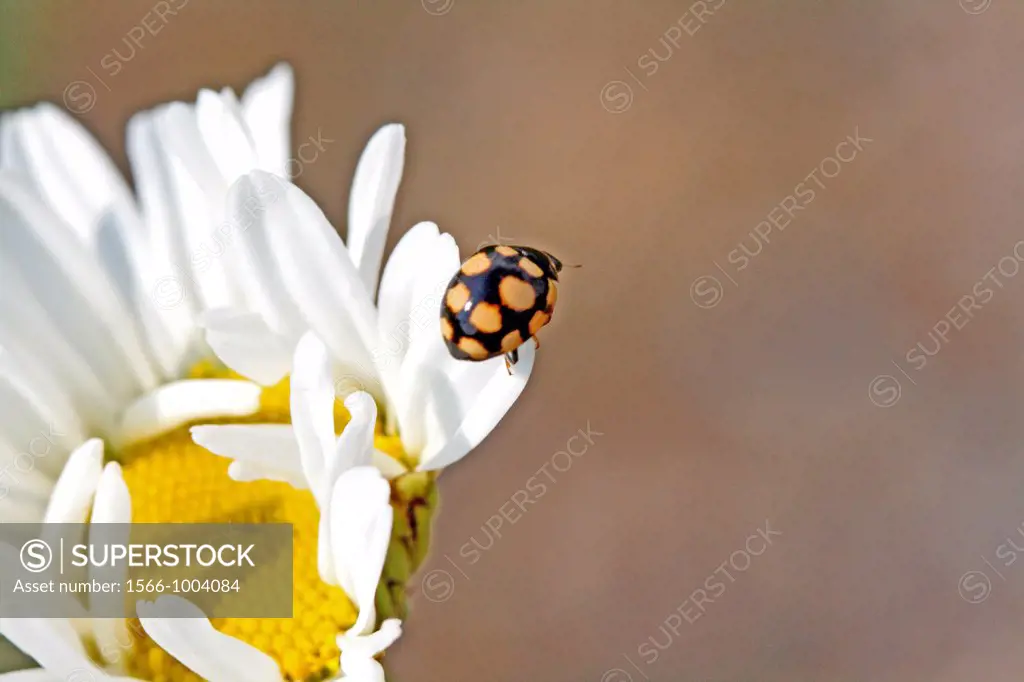 14-spot Ladybird, Coccinula quatuordecimpustulata on chamomille on Corn Chamomile, Anthemis arvensis  Small black ladybird with yellow or orange spots...