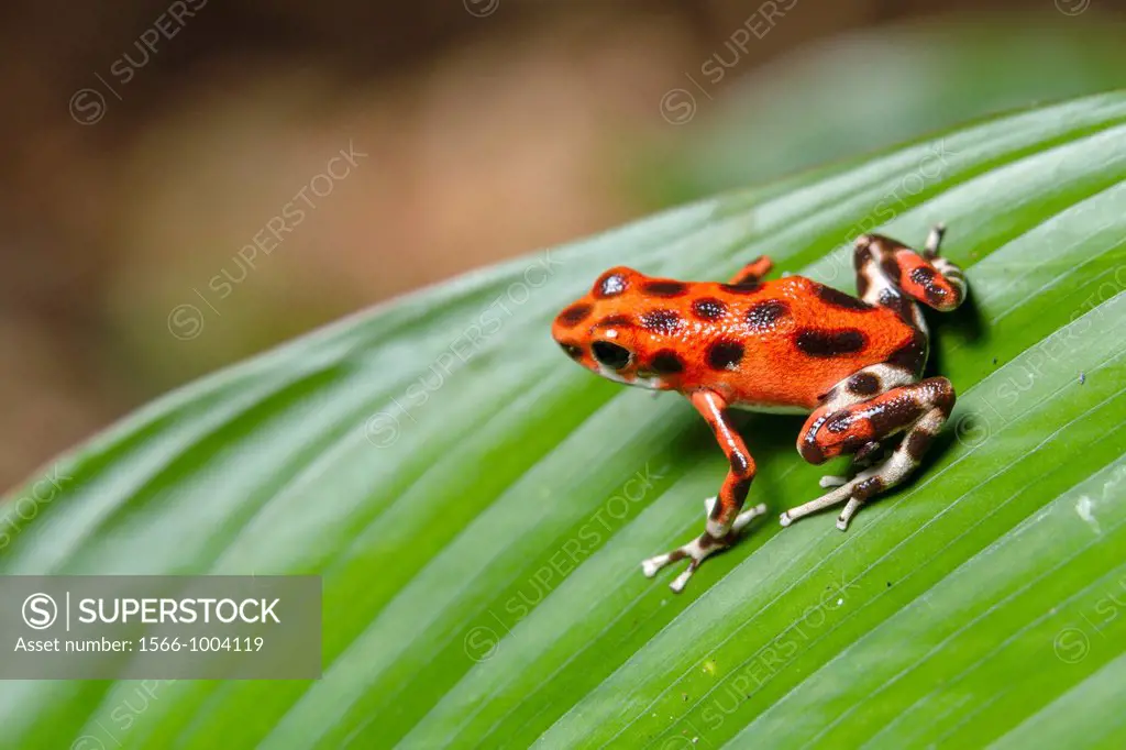 Strawberry or Red Poison-dart frog Oophaga pumilio formerly Dendrobates pumilio on Isla Bastimentos, Bocas del Toro, Panama