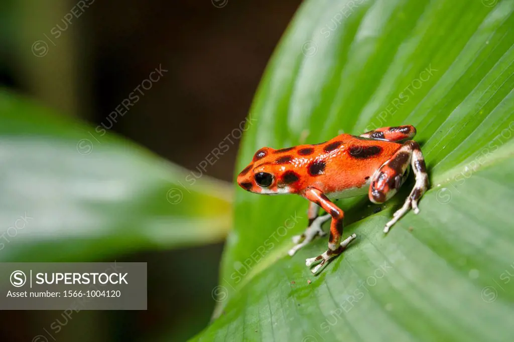 Strawberry or Red Poison-dart frog Oophaga pumilio formerly Dendrobates pumilio on Isla Bastimentos, Bocas del Toro, Panama