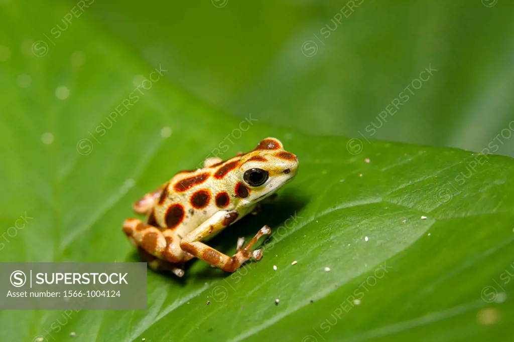 Yellow Bastimentos Poison-dart frog Oophaga pumilio formerly Dendrobates pumilio on Isla Bastimentos, Bocas del Toro, Panama