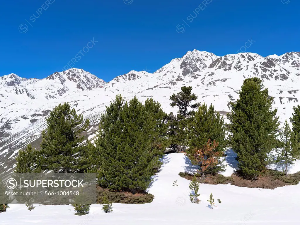 Oetztal Alps during winter with ice and snow near Vent, Tyrol High altitude stand of Pinus cembra or Swiss Pine or Arolla Pine, Mount Wildspitze 3768m...