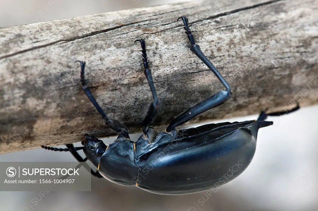 Beetle  Cadalso de los Vidrios  Madrid  Spain