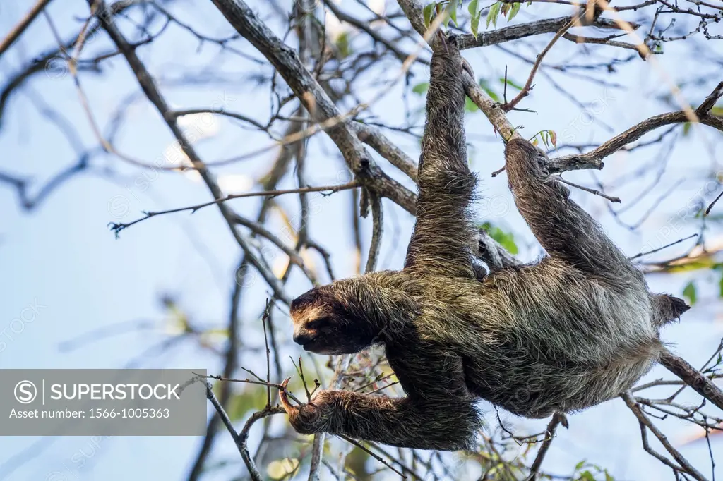 Three-toed sloth Bradypus variegatus Isla Carenero, Bocas del Toro, Panama