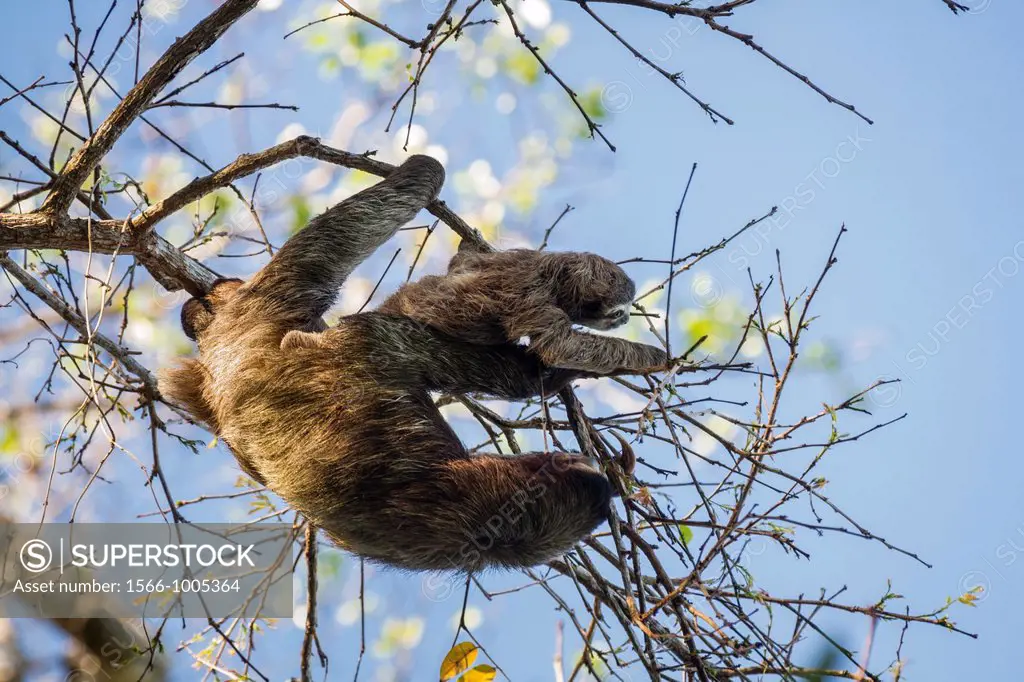 Three-toed sloth Bradypus variegatus mother and baby foraging on Isla Carenero, Bocas del Toro, Panama