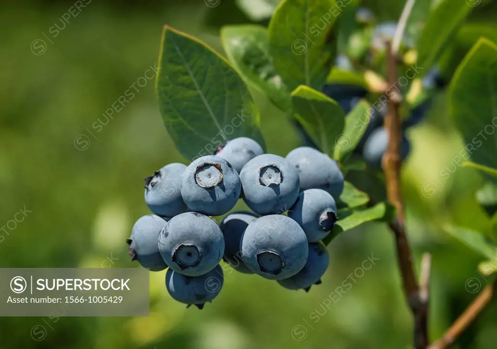 Blueberry bush, New Jersey, USA