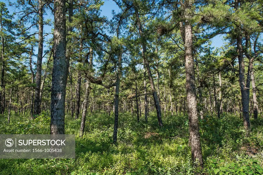 White cedar trees, The Pine Barrens, New Jersey, USA