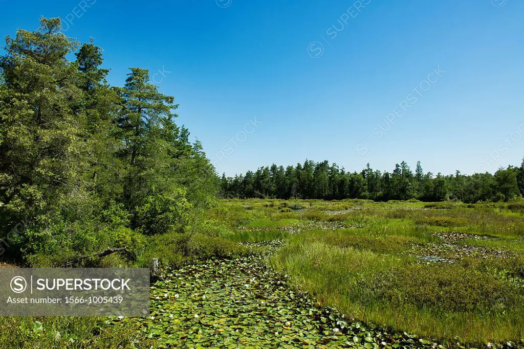 Swampy bogs, Pine Barrens, New Jersey, USA