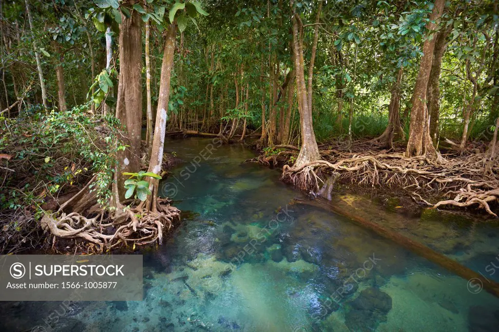 Thailand - Krabi province, mangrove forest in Tha Pom Khlong Song Nam National Park